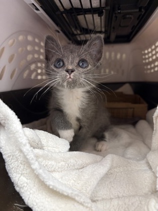 Shelter Stray Female Cat last seen Near NW 70th St, 64151, 64101, MO, 7077 Elmwood Ave, Kansas City, MO 64132, USA