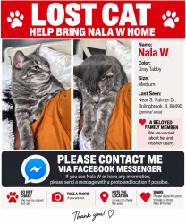 Lost Female Cat last seen Boughton, Bolingbrook, IL 60490