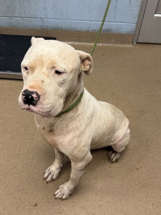 Shelter Stray Male Dog last seen Miller Rd & Covington Hwy Redan, GA 30035, 30035, GA, 3280 Chamblee Dunwoody Rd, Chamblee, GA 30341, USA