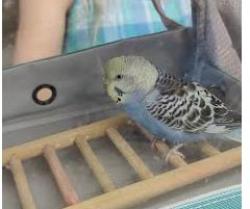 Shelter Stray Unknown Parakeet last seen Near West Nancy Creek Dr NE Brookhaven, GA 30319, 30319, GA, 3280 Chamblee Dunwoody Rd, Chamblee, GA 30341, USA