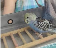 Shelter Stray Unknown Parakeet last seen Near West Nancy Creek Dr NE Brookhaven, GA 30319, 30319, GA, 3280 Chamblee Dunwoody Rd, Chamblee, GA 30341, USA