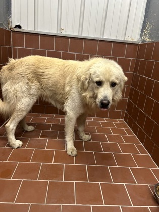 Shelter Stray Male Dog last seen Near Block Of Melinda, FOREST HILL, TX, 3961 Bluebell Dr, Everman, TX 76140, USA