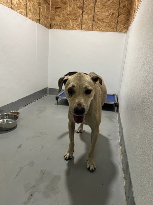 Shelter Stray Male Dog last seen Near Block Of Melinda, FOREST HILL, TX, 3961 Bluebell Dr, Everman, TX 76140, USA