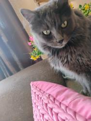 Lost Female Cat last seen Louisiana and Bell, Albuquerque, NM 87108