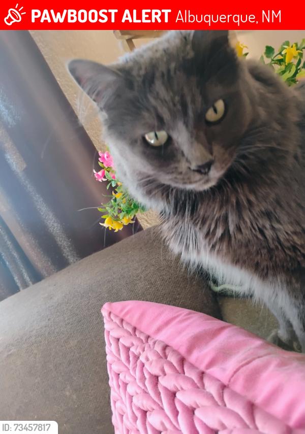 Lost Female Cat last seen Louisiana and Bell, Albuquerque, NM 87108