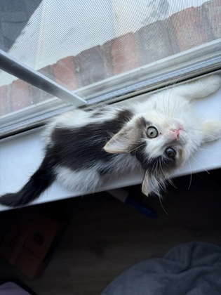 Shelter Stray Female Cat last seen Near Cascade Rd 30311, Atlanta, GA, 1251 Fulton Industrial Blvd NW, Atlanta, GA 30336, USA