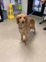 Shelter Stray Female Dog last seen Near McCart Avenue, South District, TX, 355 Hillshire Dr, Haslet, TX 76052, USA