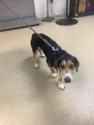 Shelter Stray Male Dog last seen , West District, TX, 355 Hillshire Dr, Haslet, TX 76052, USA