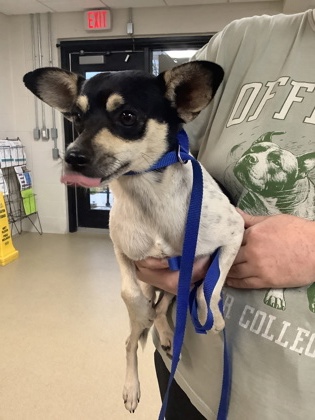 Shelter Stray Female Dog last seen Near Dominy Lane, West District, TX, 355 Hillshire Dr, Haslet, TX 76052, USA