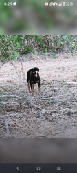 Lost Female Dog last seen Railroad crossing and the highway, Bexar County, TX 78264