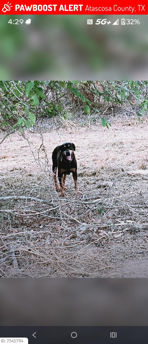 Lost Female Dog last seen Railroad crossing and the highway, Bexar County, TX 78264