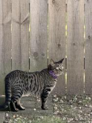 Lost Female Cat last seen Maplewood Park, Jenison, MI 49428