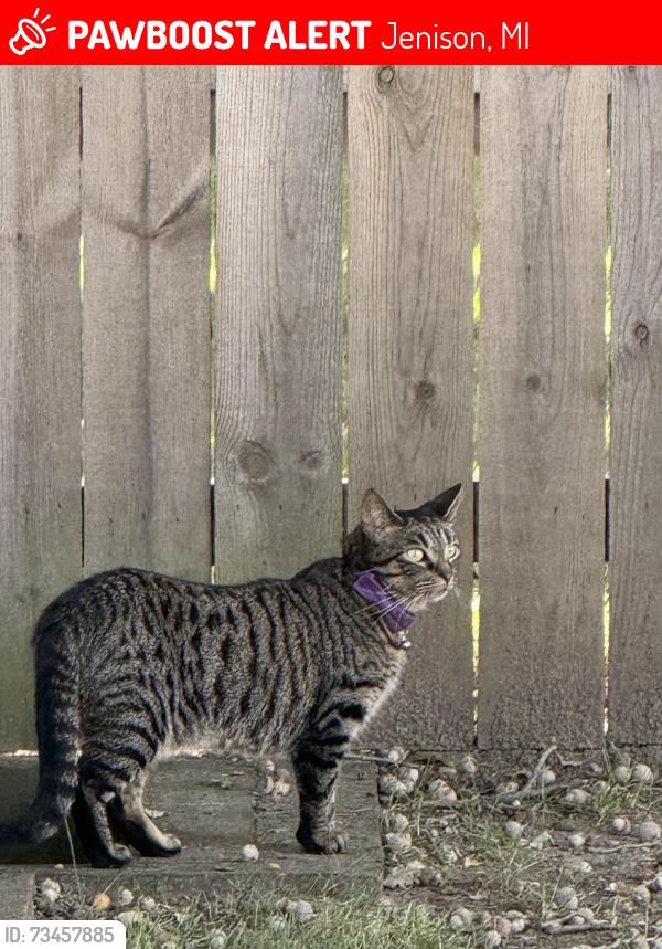 Lost Female Cat last seen Maplewood Park, Jenison, MI 49428