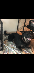 Reunited Male Dog last seen Williams street and main, Cleburne, TX 76033