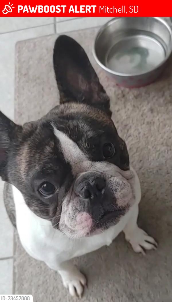 Lost Male Dog last seen Unfortunately I do not know, Mitchell, SD 57301
