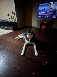 Reunited Male Dog last seen Not sure, Lincoln Park, MI 48146