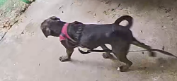 Found/Stray Male Dog last seen American Pitbul Dark chocolate-black, Houston, TX 77074