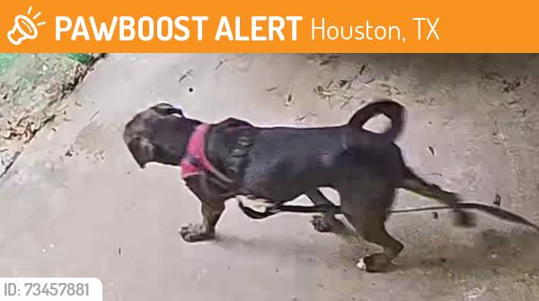 Found/Stray Male Dog last seen American Pitbul Dark chocolate-black, Houston, TX 77074