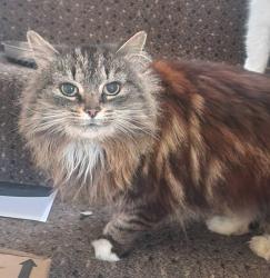 Lost Female Cat last seen Tower gardens, Denbighshire, Wales LL19 7UH