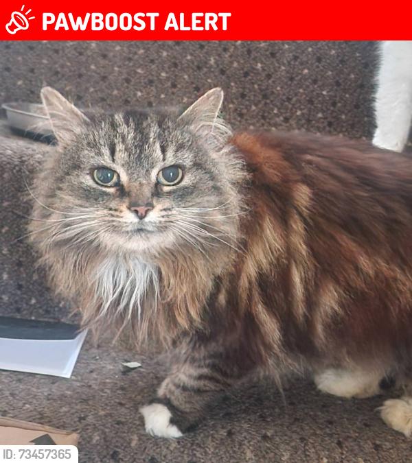 Lost Female Cat last seen Tower gardens, Denbighshire, Wales LL19 7UH