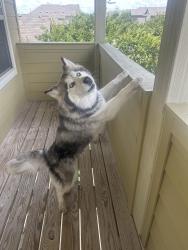 Lost Female Dog last seen Near truth way, Austin, TX 78725
