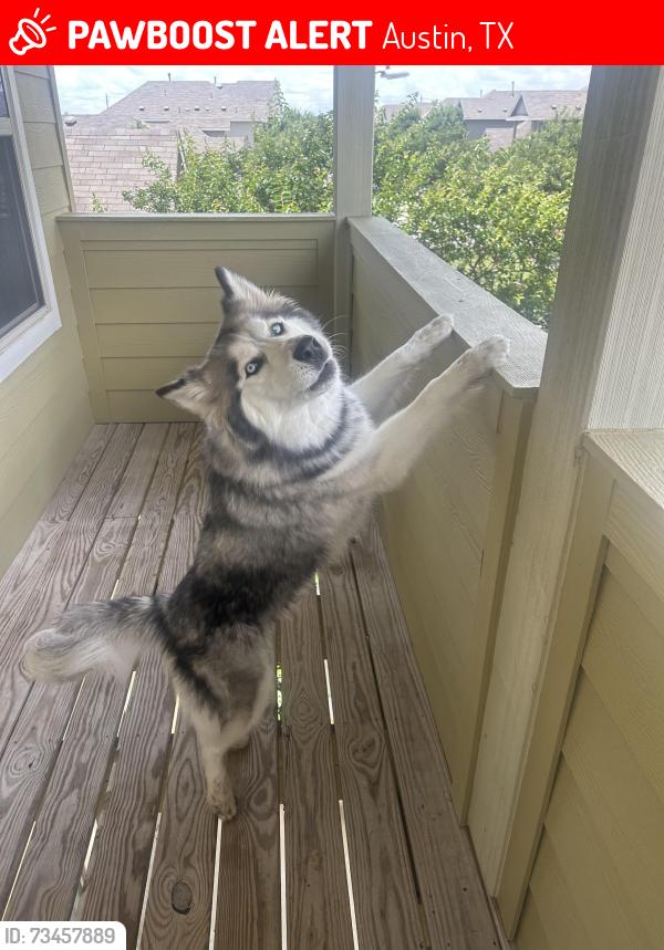 Lost Female Dog last seen Near truth way, Austin, TX 78725