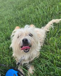 Lost Male Dog last seen Brown Arrow and Oliver Circle, Inman, SC 29349