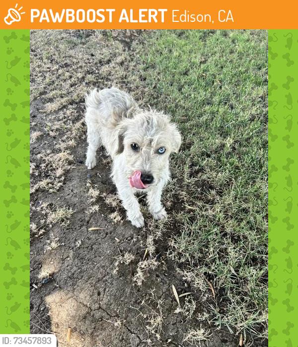 Found/Stray Male Dog last seen Edison Rd & Edison Hwy, Bakersfield, CA, Edison, CA 93307