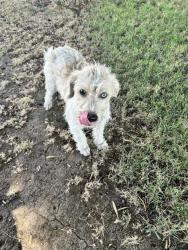Found/Stray Male Dog last seen Edison Rd & Edison Hwy, Bakersfield, CA, Edison, CA 93307