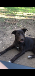 Reunited Female Dog last seen Williams and main, Cleburne, TX 76033