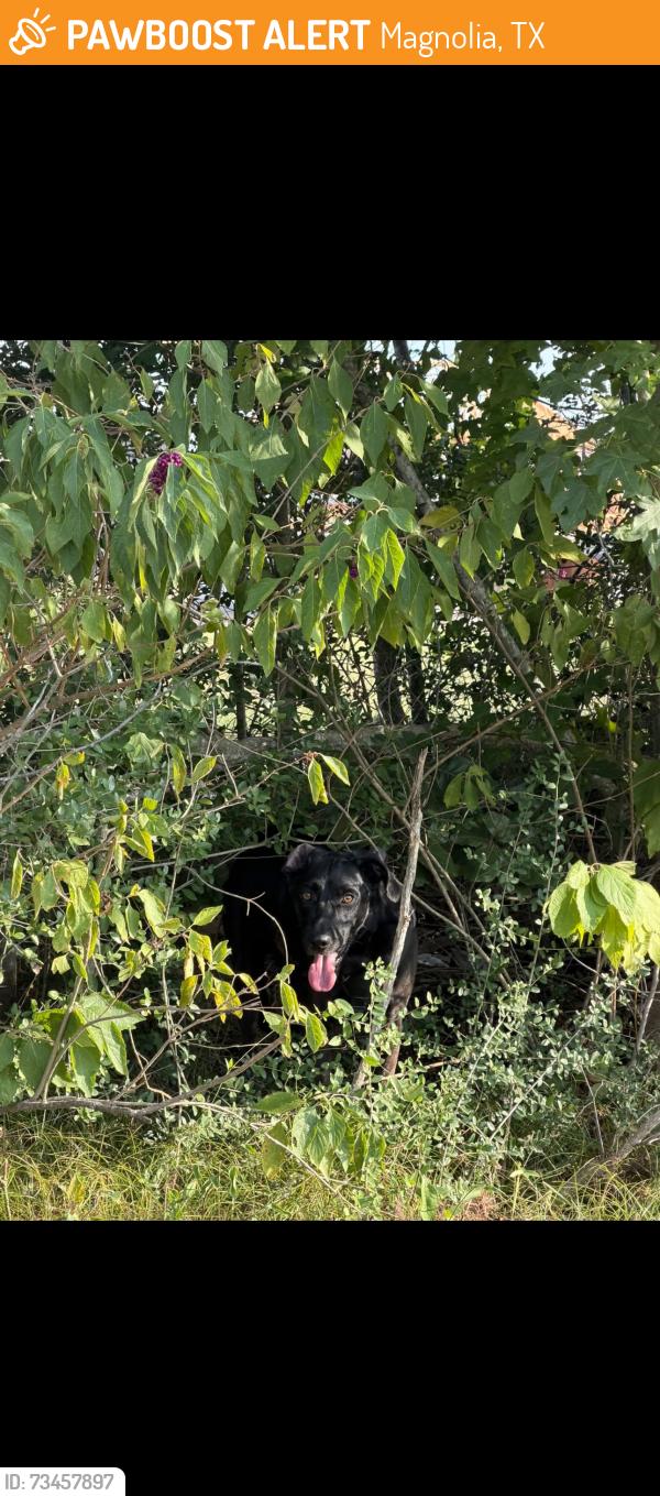 Found/Stray Unknown Dog last seen Near W Blackwater Creek Tr, Magnolia, TX 77355