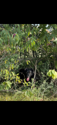 Found/Stray Unknown Dog last seen Near W Blackwater Creek Tr, Magnolia, TX 77355