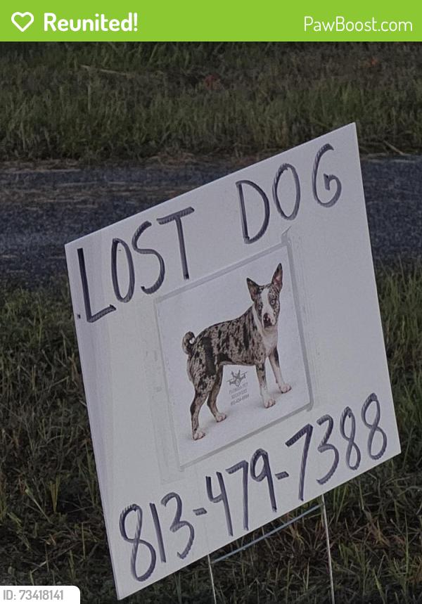 Reunited Female Dog last seen Centennial Road, Dade City, FL 33523