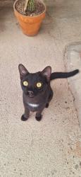 Lost Male Cat last seen Veterans Blvd and Belmar St, Tucson, AZ 85713