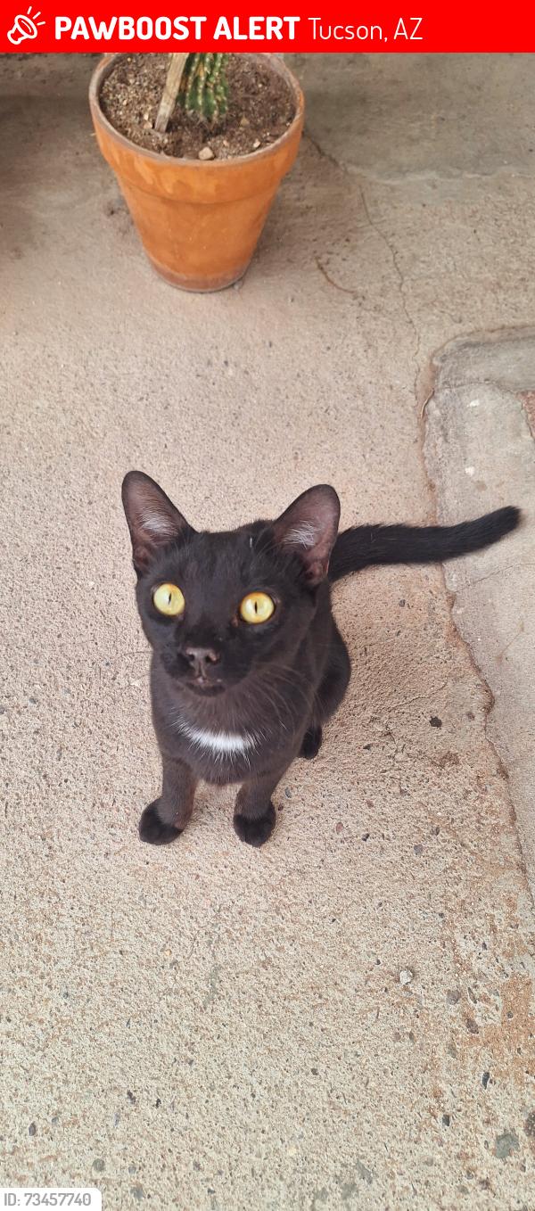 Lost Male Cat last seen Veterans Blvd and Belmar St, Tucson, AZ 85713