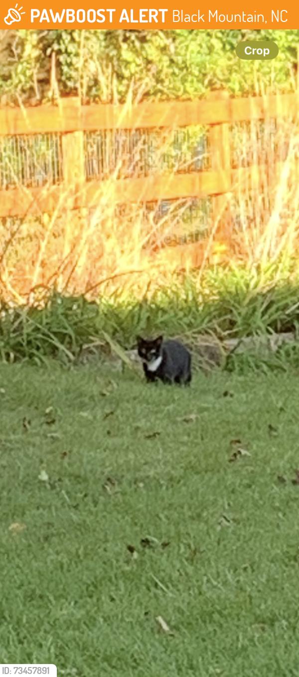 Found/Stray Unknown Cat last seen New Bern and Daugherty, Black Mountain, NC 28711