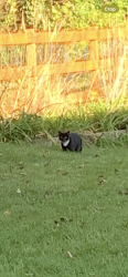 Found/Stray Unknown Cat last seen New Bern and Daugherty, Black Mountain, NC 28711