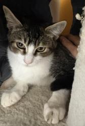 Shelter Stray Male Cat last seen Near Olamar Way, San Diego, CA, 92139, 5500 Gaines St, San Diego, CA 92110, USA