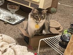 Lost Female Cat last seen Best western executive suites on Yosemite ave next to chick fil a, Manteca, CA 95336