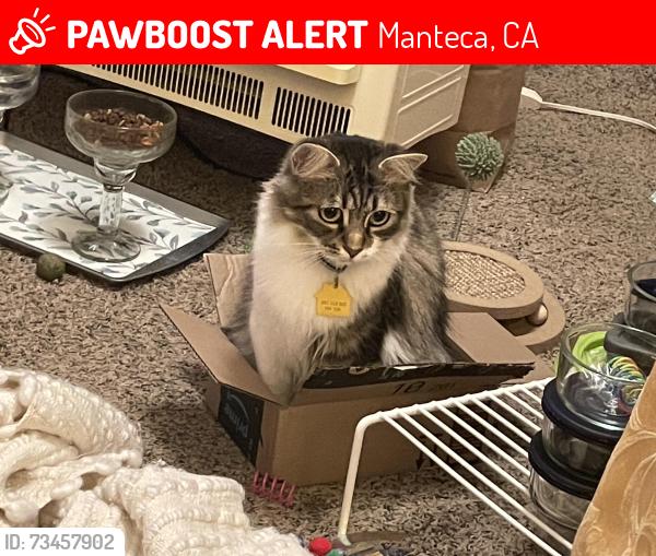 Lost Female Cat last seen Best western executive suites on Yosemite ave next to chick fil a, Manteca, CA 95336