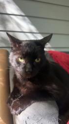 Reunited Male Cat last seen Farrington/Old Chapel Hill Rd. area, Durham, NC 27707