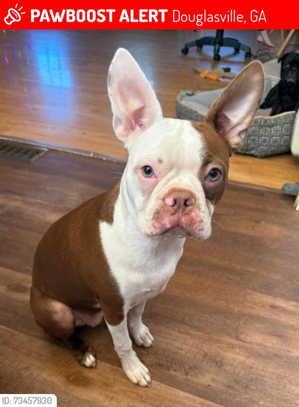 Lost Female Dog last seen Bomar road south whisper drive, Douglasville, GA 30135