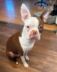 Lost Female Dog last seen Bomar road south whisper drive, Douglasville, GA 30135