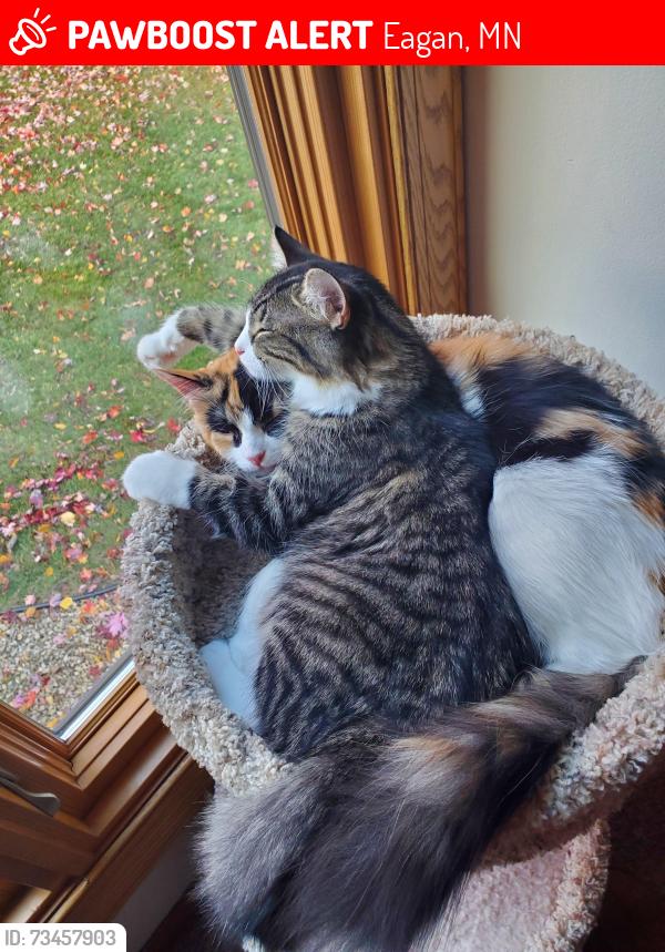 Lost Female Cat last seen falcon way. eagan mn., Eagan, MN 55123