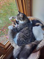 Lost Female Cat last seen falcon way. eagan mn., Eagan, MN 55123