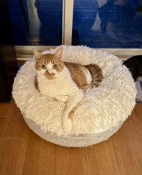 Lost Male Cat last seen Austin and Barton Streets, Evanston, Evanston, IL 60201