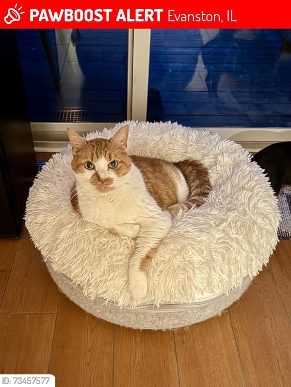 Lost Male Cat last seen Austin and Barton Streets, Evanston, Evanston, IL 60201