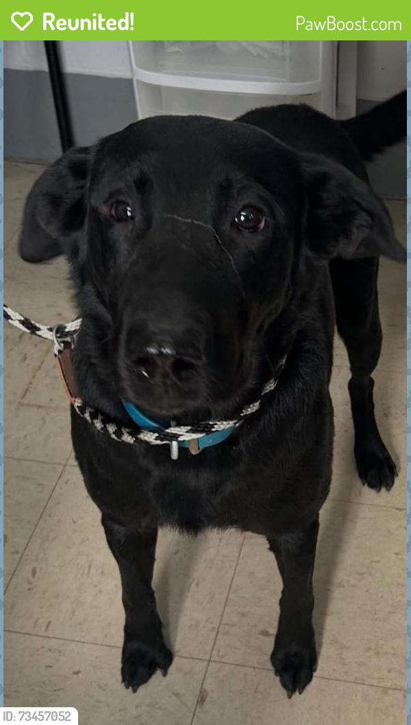 Reunited Male Dog last seen Stillwater and White Bear, Saint Paul, MN 55106
