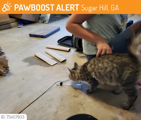 Found/Stray Female Cat last seen EE Robinson park, Sugar Hill, GA 30518