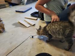 Found/Stray Female Cat last seen EE Robinson park, Sugar Hill, GA 30518